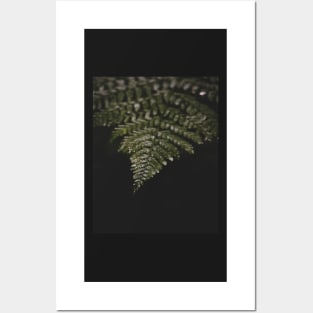 Fern in the Rain Posters and Art